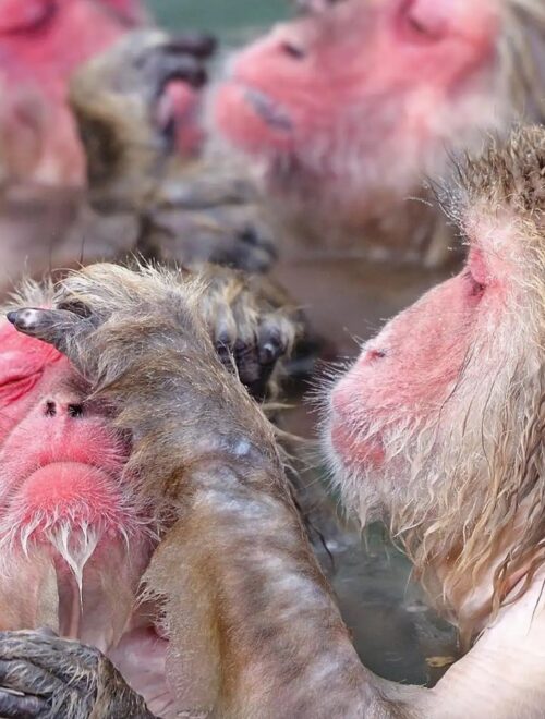 Tokyo: Snow Monkey Park and Nagano One-Day Private Tour