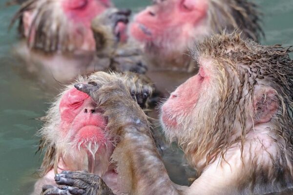 Tokyo: Snow Monkey Park and Nagano One-Day Private Tour