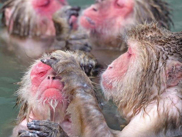 Tokyo: Snow Monkey Park and Nagano One-Day Private Tour
